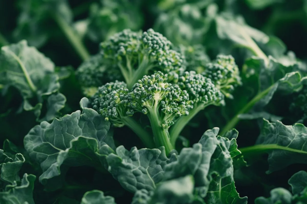 Rapini plant showing leaves and buds